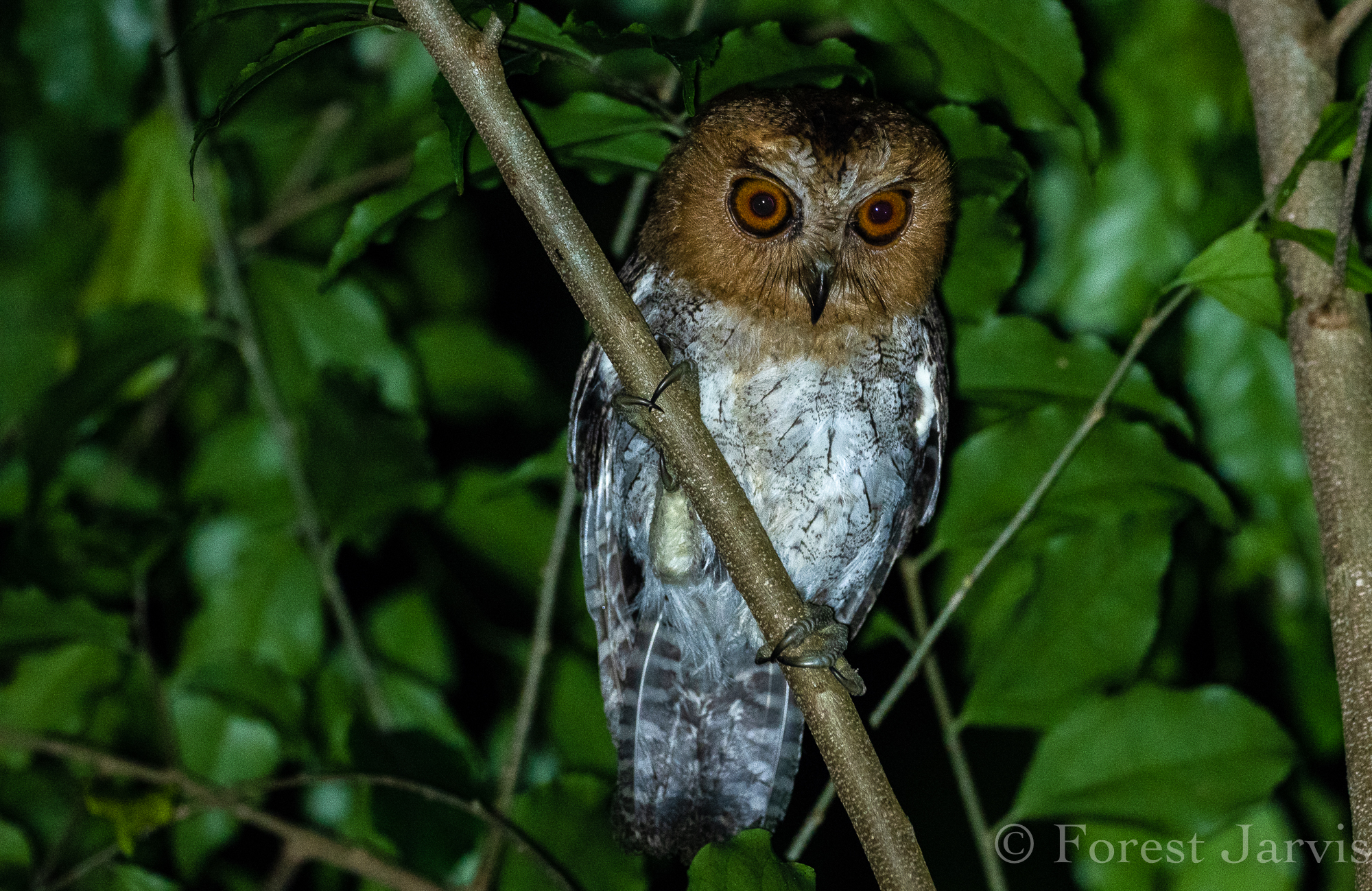 Negros Scops Owl (Otus nigrorum), photo 3