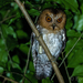 Negros Scops-Owl - Photo (c) Forest Botial-Jarvis, some rights reserved (CC BY-NC), uploaded by Forest Botial-Jarvis