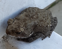 Duttaphrynus melanostictus