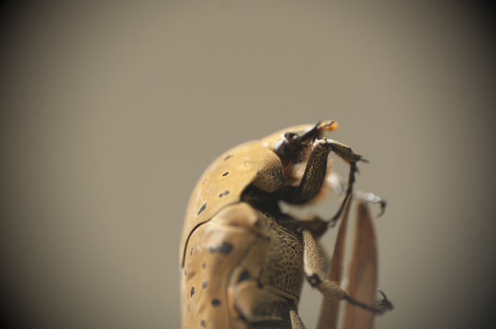 Rorschach Flower Scarab