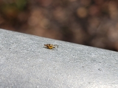 Sarucallis kahawaluokalani