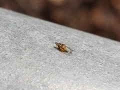 Sarucallis kahawaluokalani