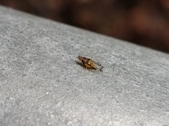 Sarucallis kahawaluokalani