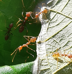 Oecophylla smaragdina