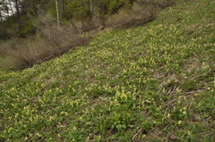 Corydalis bracteata