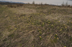 Primula veris macrocalyx