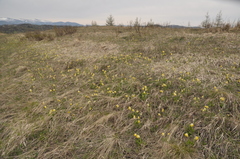 Primula veris macrocalyx