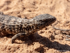 Cordylus macropholis