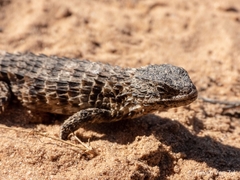 Cordylus macropholis