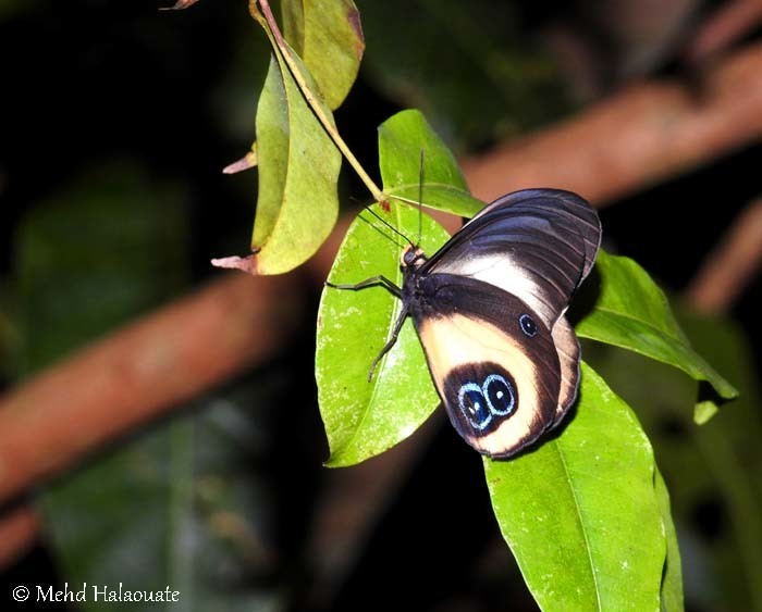Taenaris bioculatus