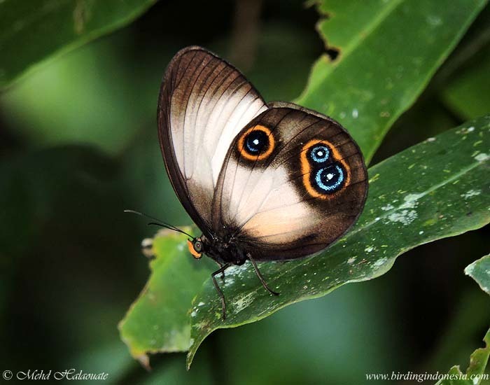 Taenaris dimona