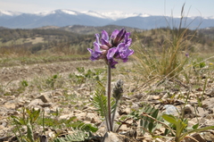 Oxytropis alpestris