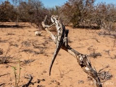 Bradypodion occidentale