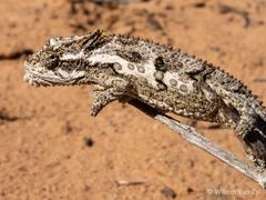 Bradypodion occidentale