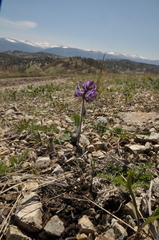 Oxytropis alpestris