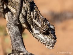 Bradypodion occidentale