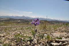 Oxytropis alpestris