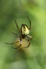 Novaranea queribunda