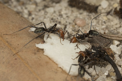 Iridomyrmex rubriceps