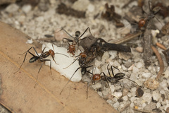 Iridomyrmex rubriceps