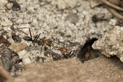 Iridomyrmex rubriceps
