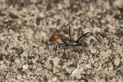 Iridomyrmex rubriceps