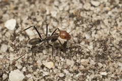Iridomyrmex rubriceps