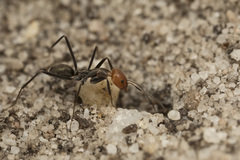 Iridomyrmex rubriceps