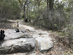 Iridomyrmex rubriceps