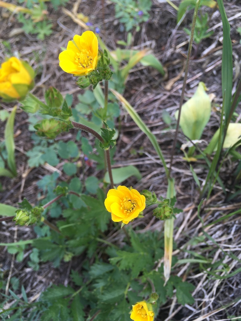 Drummond's cinquefoil