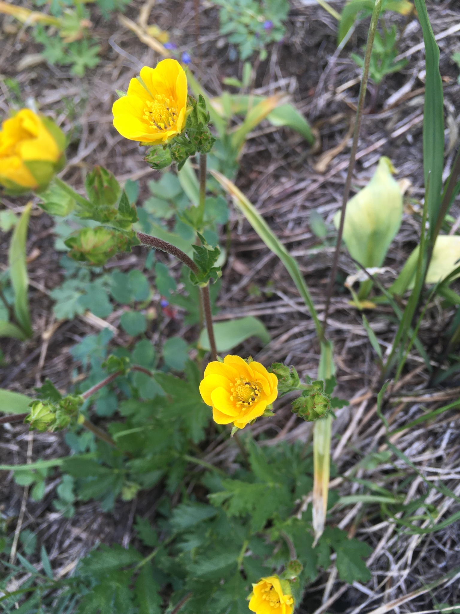 Potentilla drummondii