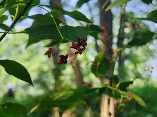 Burningbush (Euonymus atropurpureus)