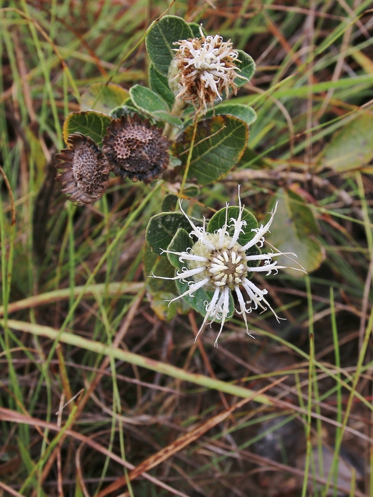 Lessingianthus argyrophyllus
