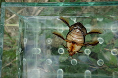 Cybister lateralimarginalis