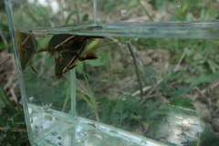 Cybister lateralimarginalis