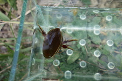 Cybister lateralimarginalis