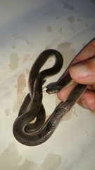 Atractaspis bibronii