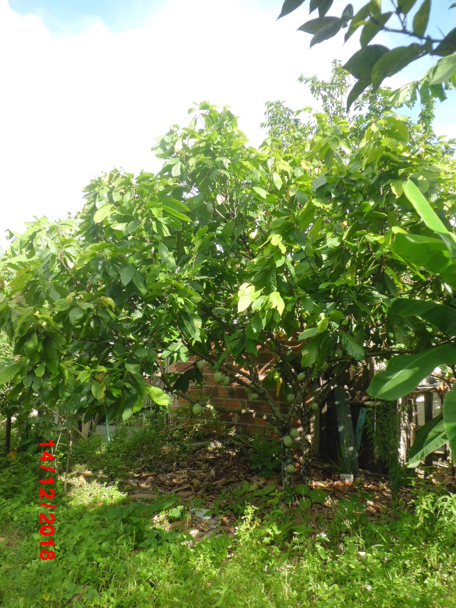 Theobroma cacao