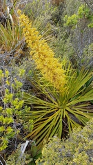 Aciphylla ferox