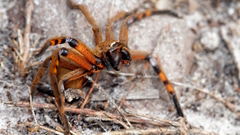 Neosparassus patellatus