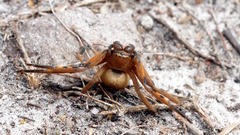 Neosparassus patellatus