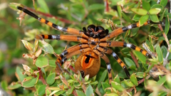 Neosparassus patellatus