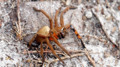 Neosparassus patellatus
