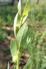 Clutia hirsuta