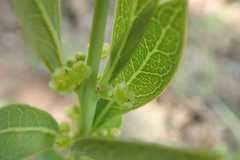 Clutia hirsuta