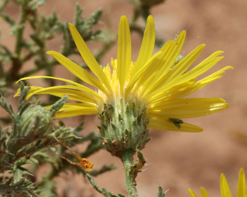 Cut-leaf Ironplant