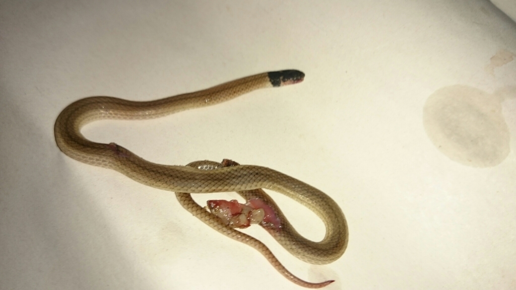 Black-headed Centipede-eater