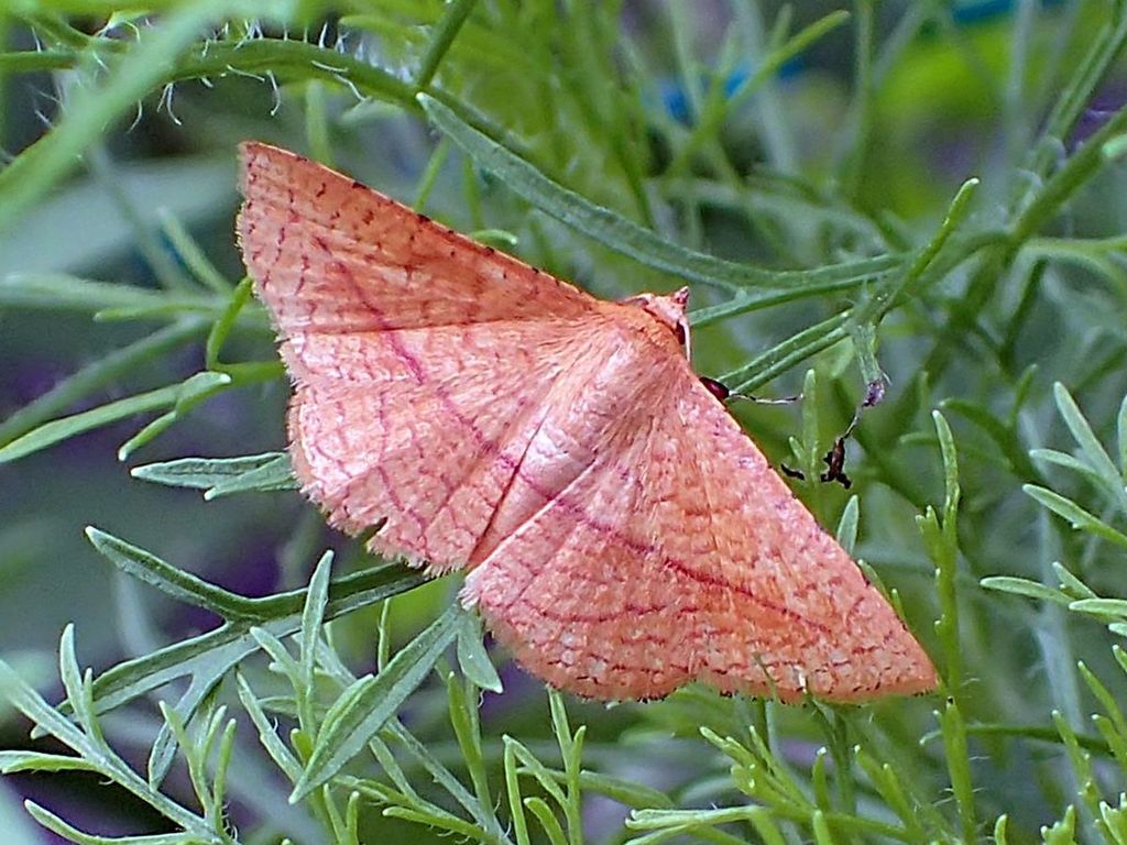 Striglina buergersi