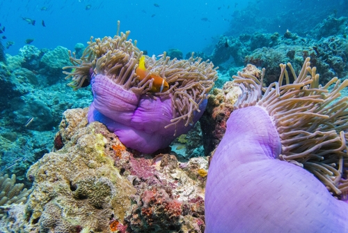 Magnificent Sea Anemone (Radianthus magnifica)