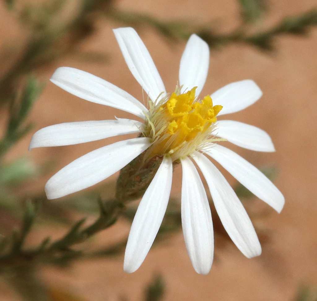 Rose Heath from Mallet Ranch, TX, USA on June 20, 2023 at 11:05 AM by ...